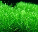 crystalwort